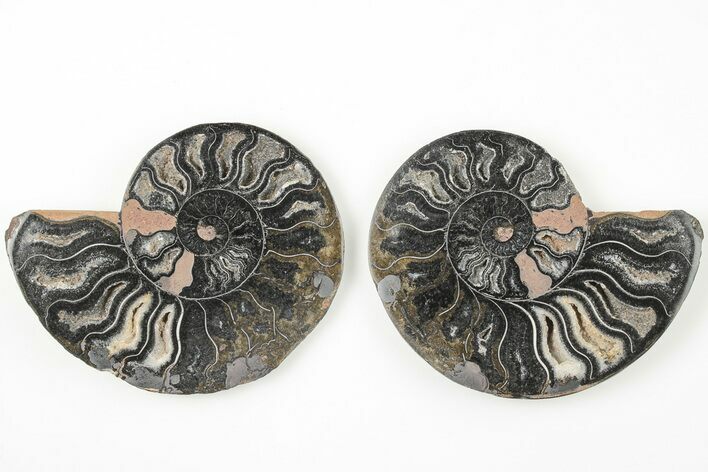 Cut/Polished Ammonite Fossil - Unusual Black Color #166013